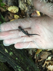 Plethodon wehrlei