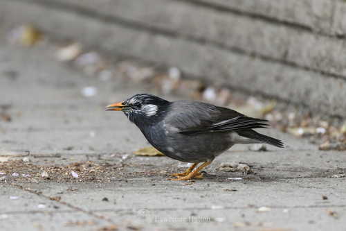 White-cheeked Starling (Spodiopsar cineraceus)