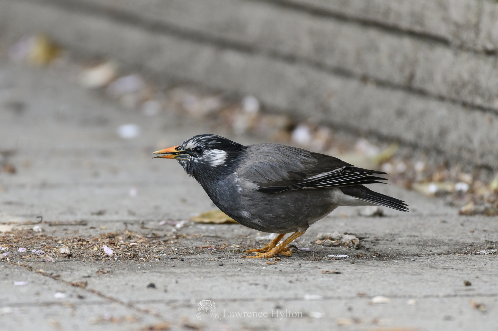 White-cheeked Starling (Spodiopsar cineraceus)