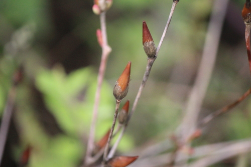 Image of Talinopsis frutescens by (c) José Belem Hernández Díaz, some rights reserved (CC BY)