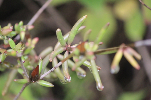 Image of Talinopsis frutescens by (c) José Belem Hernández Díaz, some rights reserved (CC BY)