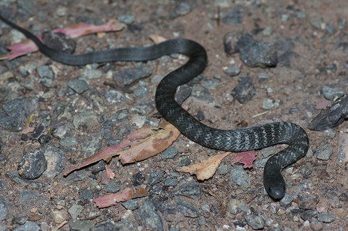 Tiger Snake, photo 5 of 10