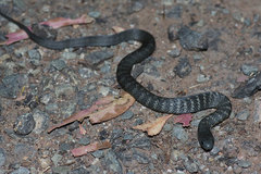 Mainland Island Snake photo 5