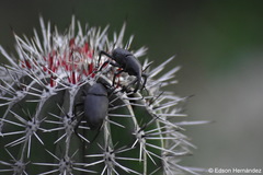 Cactophagus spinolae validus