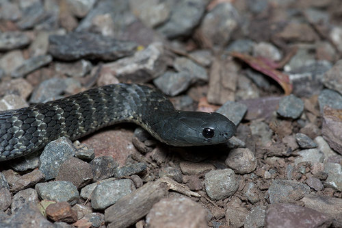 Tiger Snake, photo 4 of 10
