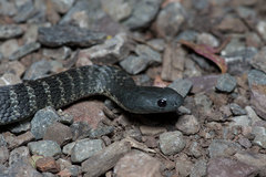 Mainland Island Snake photo 4
