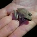 Masked Rocket Frog - Photo (c) QuestaGame, some rights reserved (CC BY-NC-ND), uploaded by QuestaGame
