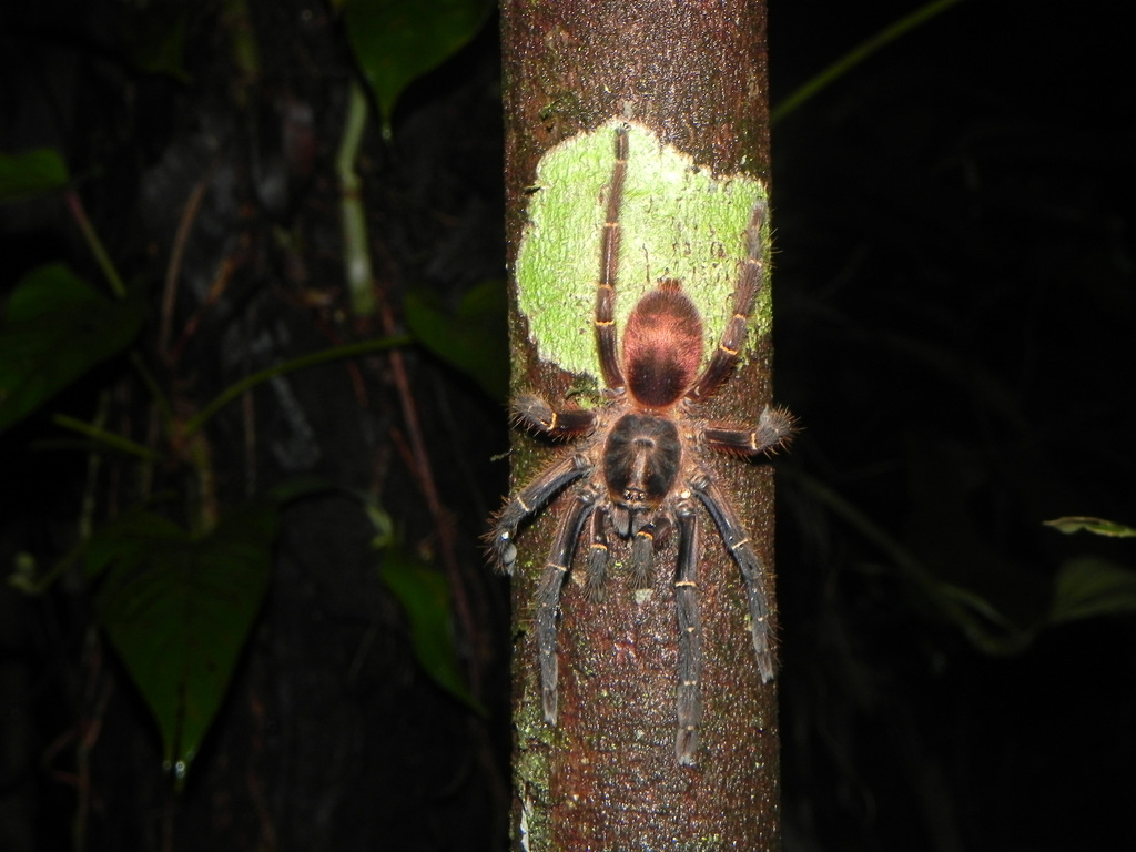 Ephebopus foliatus