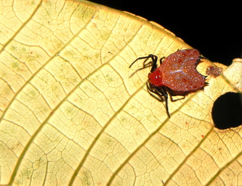 Thorned Heart Orb-weaver Spider