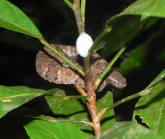 Common Lancehead photo 3