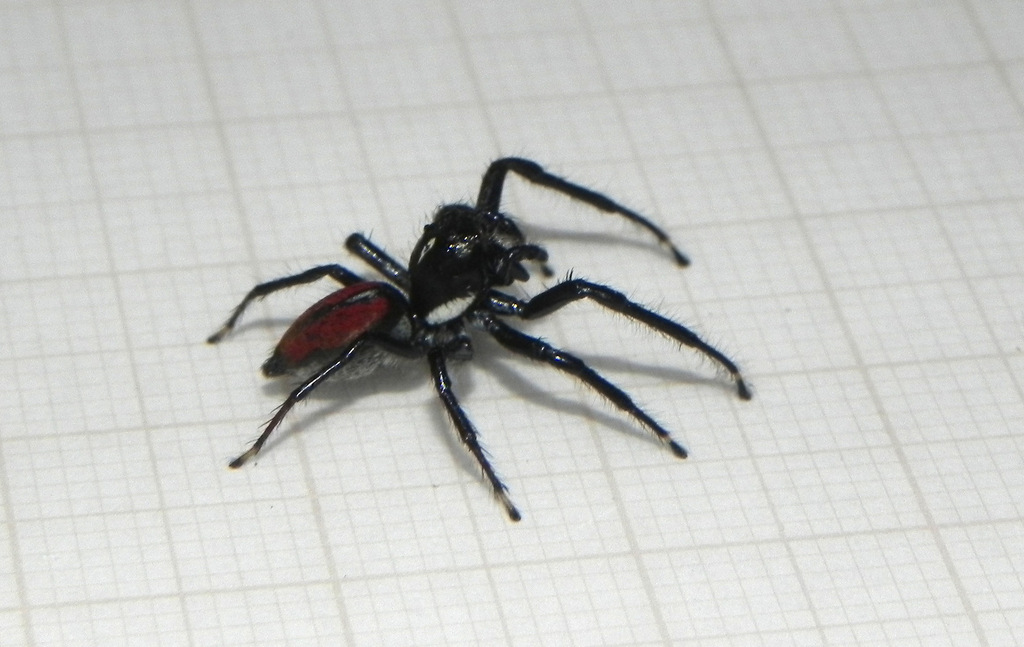 Frigga kessleri
