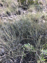 Ephedra trifurca