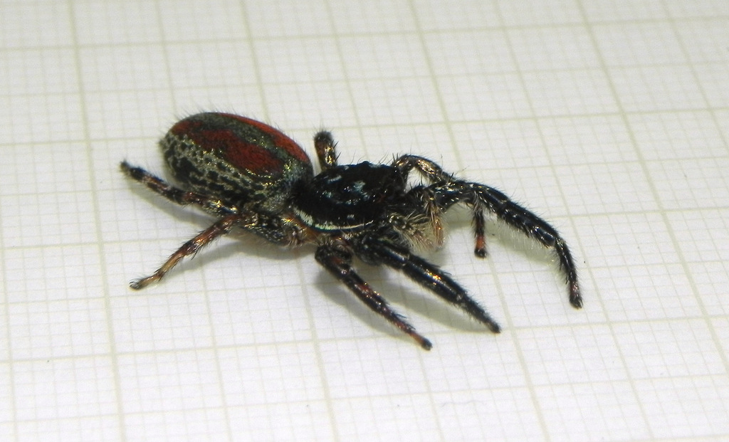 Psecas viridipurpureus