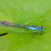 Lilypad Forktail - Photo (c) Greg Lasley, some rights reserved (CC BY-NC), uploaded by Greg Lasley