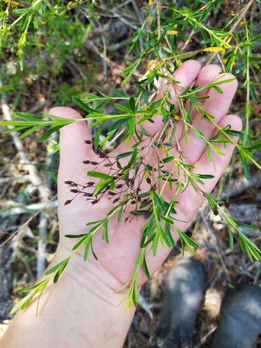 Hypericum galioides, photograph 6