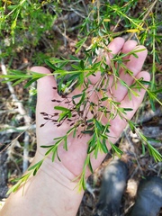 Hypericum galioides, photograph Leila Dasher, CC BY, iNaturalist via GBIF