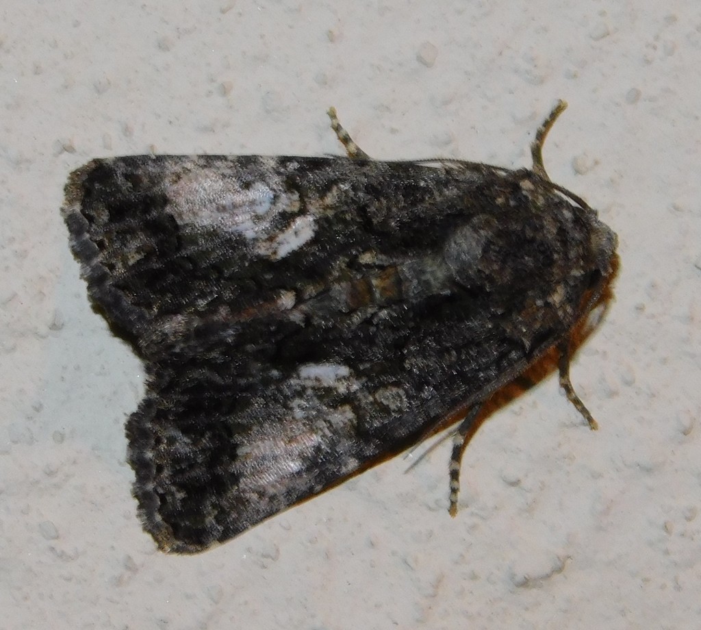 Aedia squamosa