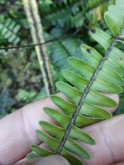 Nephrolepis flexuosa