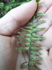 Nephrolepis flexuosa