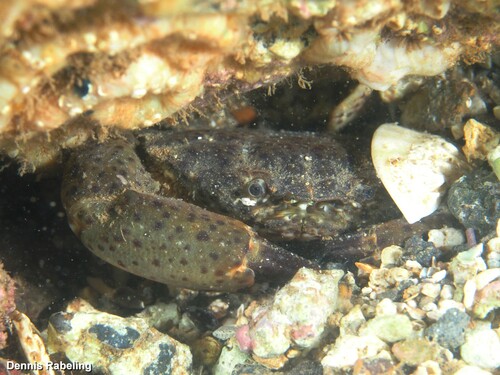jaguar round crab, Las Palmas, Spain, photo 8 of 10