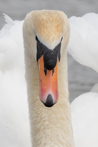 Cygne tuberculé