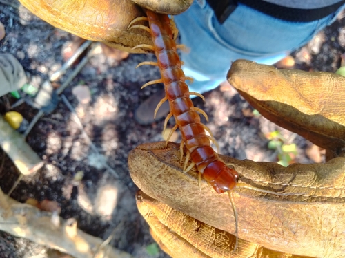 Caribbean Giant Centipede photo 3
