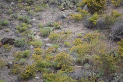 Acmispon dendroideus