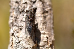 Amphipsalta strepitans