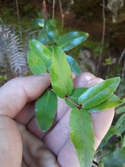 Gaultheria oppositifolia