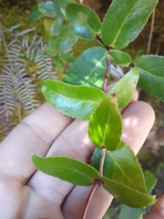 Gaultheria oppositifolia