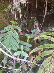 Gaultheria oppositifolia
