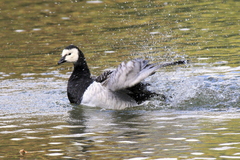 Branta leucopsis
