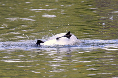 Branta leucopsis