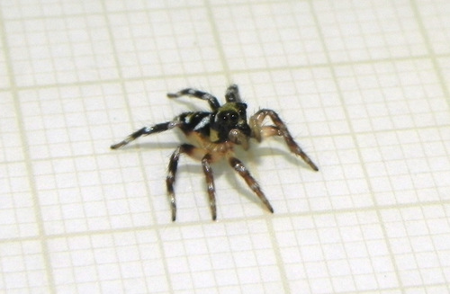 Corythalia vervloeti · iNaturalist United Kingdom