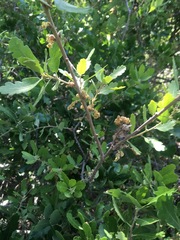 Quercus × macdonaldii
