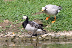 Branta leucopsis