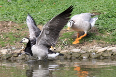 Branta leucopsis