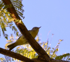 Vireo gilvus