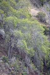 Lyonothamnus floribundus