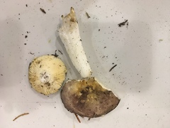Russula pseudotsugarum