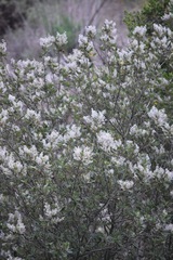 Ceanothus arboreus