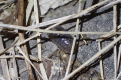 Armadillidium vulgare