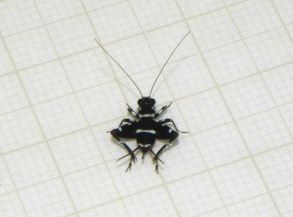 Hygronemobius dialeucus