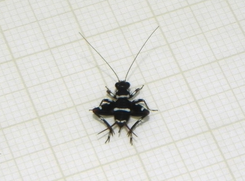 Hygronemobius dialeucus