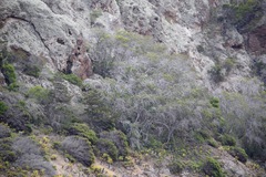 Lyonothamnus floribundus