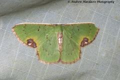 Spaniocentra spicata