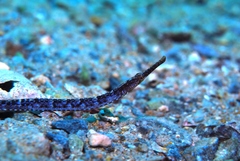 Vanacampus poecilolaemus