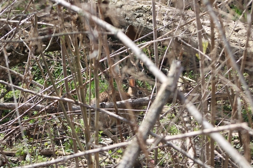 Mearns's Eastern Cottontail photographed in Indiana