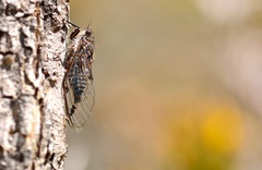 Amphipsalta strepitans