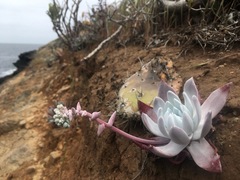 Dudleya greenei